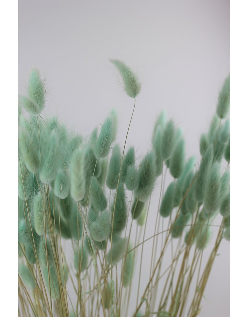 Dried Bunny Tails Lagurus Grass - Mint Green, 100 Grams