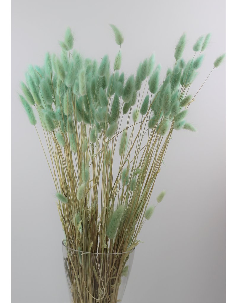 Dried Bunny Tails Lagurus Grass - Mint Green, 100 Grams, 70 cm