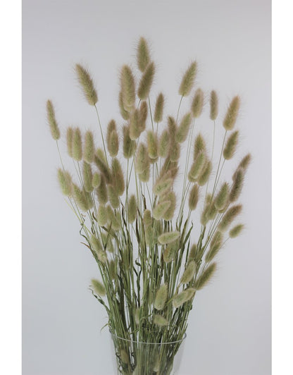 Dried Bunny Tails Lagurus Grass - Natural, 70 Grams, 70 cm
