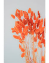 Dried Bunny Tail Lagurus Grass - Salmon/Orange, 70 cm