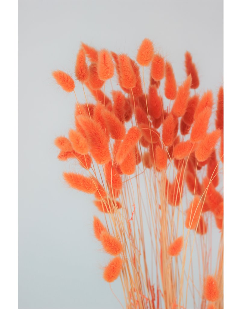 Dried Bunny Tail Lagurus Grass - Salmon/Orange, 70 cm