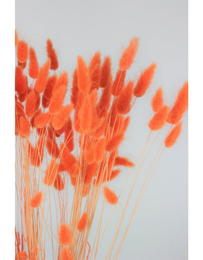 Dried Bunny Tail Lagurus Grass - Salmon/Orange, 100 Grams