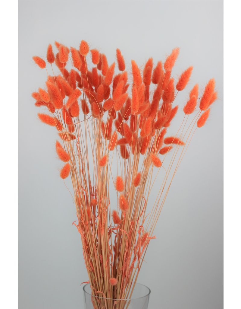 Dried Bunny Tail Lagurus Grass - Salmon/Orange, 100 Grams, 70 cm