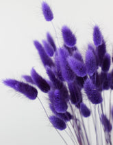 Dried Bunny Tail Lagurus Grass - Violet Bunch