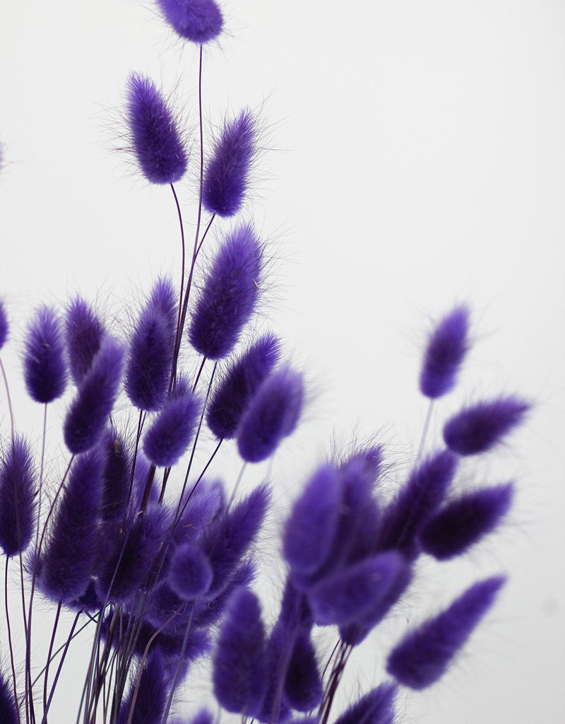 Dried Bunny Tail Lagurus Grass - Violet Bunch Poly