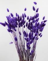 Dried Bunny Tail Lagurus Grass - Violet Bunch Poly, 70 cm