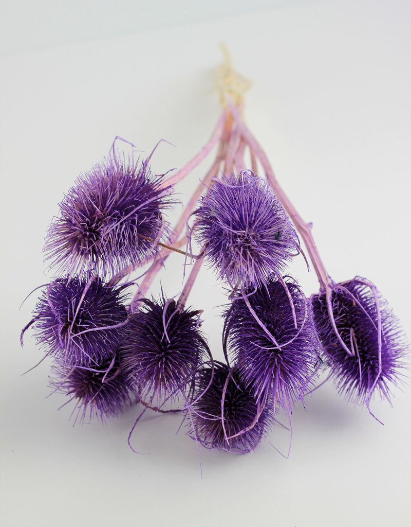 Dried Cardi - Pastel Purple Bunch, 50 cm