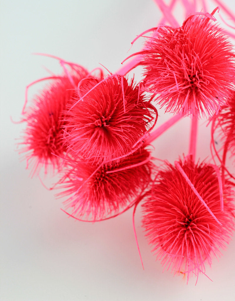 Dried Cardi - Pink Bunch in UK