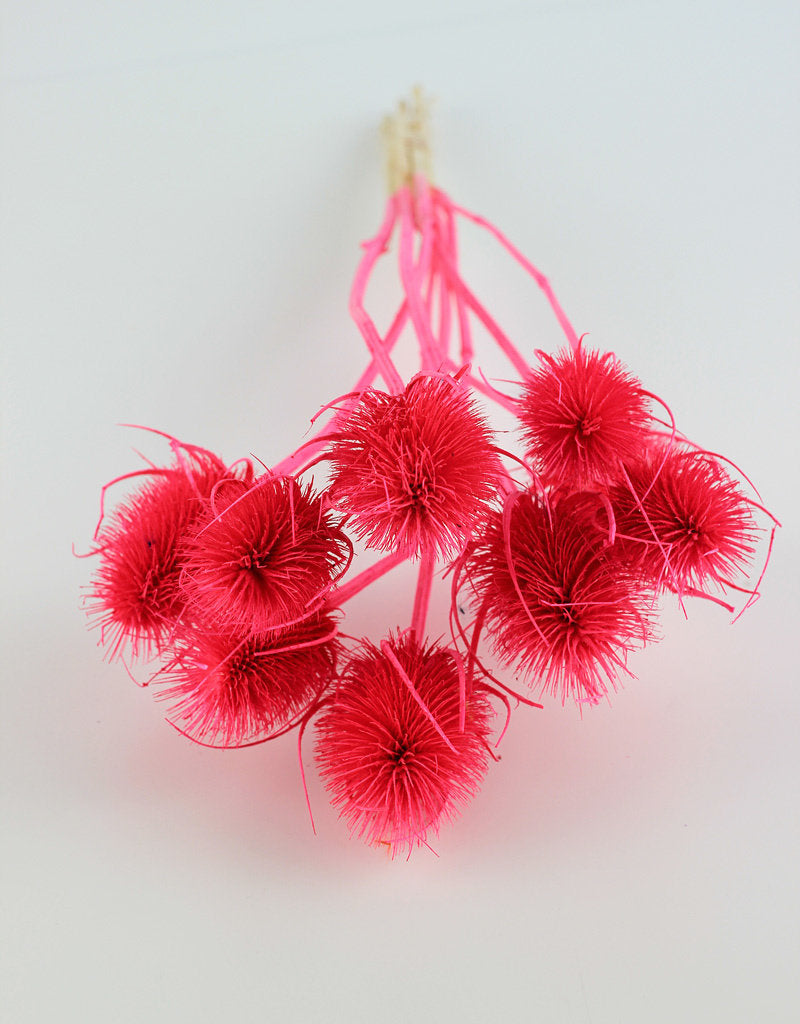 Dried Cardi - Pink Bunch, 50 cm