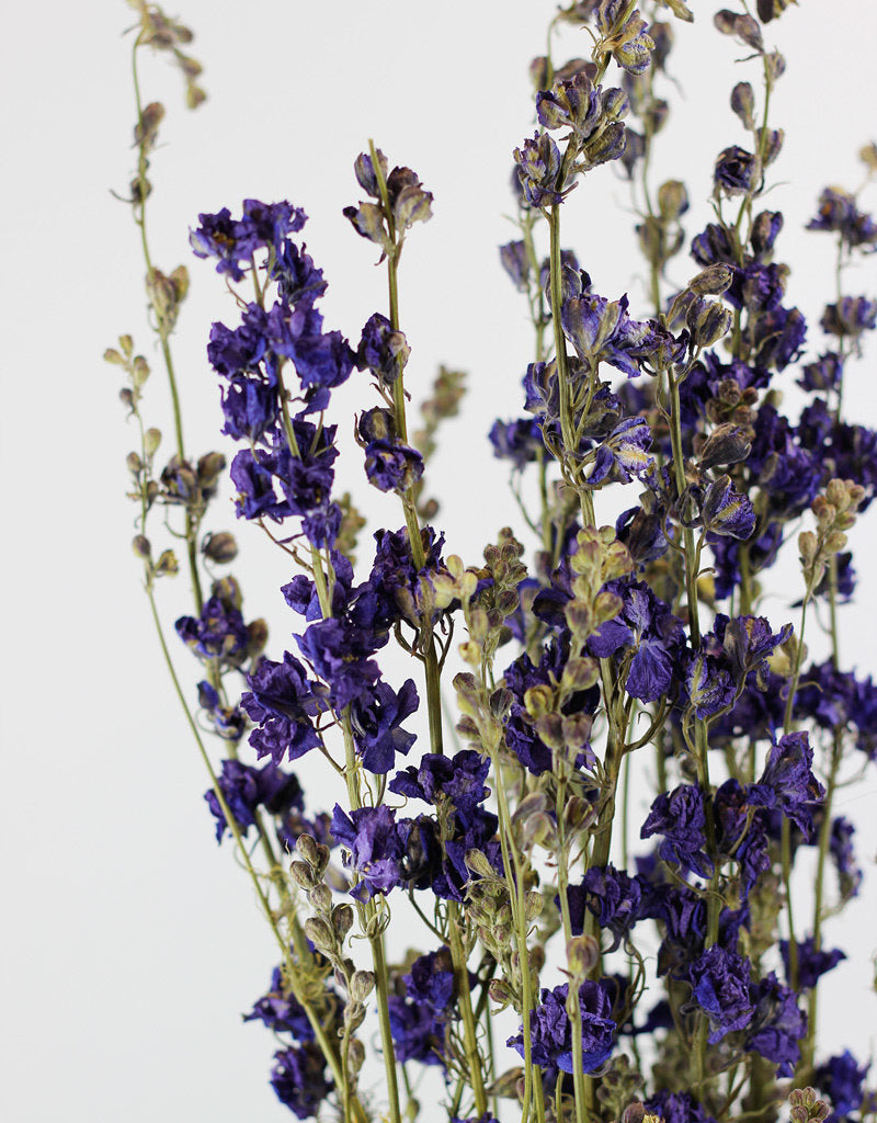 Dried Delphinium Larkspur - Blue Bunch at best prices in UK