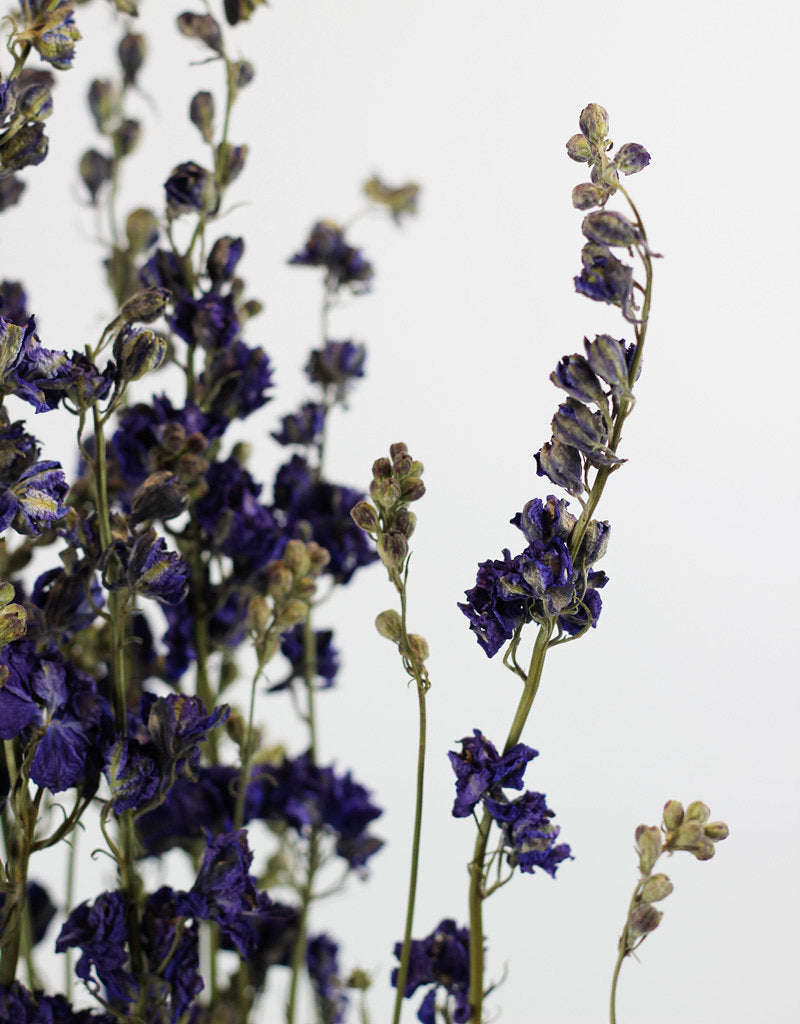 Dried Delphinium Larkspur - Blue Bunch, 70 cm