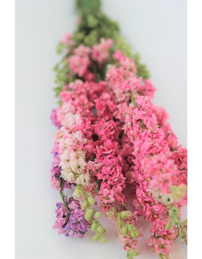 Dried Delphinium, Larkspur, Light Pink, 10 Stems, 70 cm