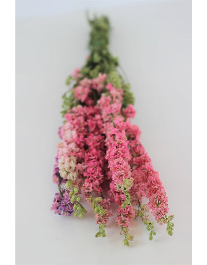 Online Dried Delphinium, Larkspur, Light Pink UK