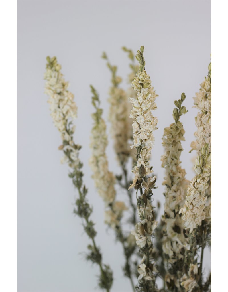 Dried Delphinium Larkspur - White Bunch, 60 cm