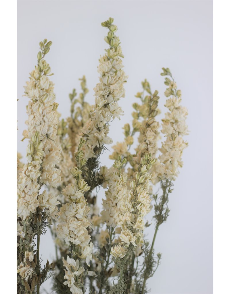 Dried Delphinium Larkspur - White Bunch, 10 Stems