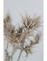 Dried Eryngium Thistle- Grey, 50 cm