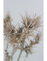 Dried Eryngium Thistle- Grey, 50 cm