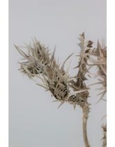Dried Eryngium Thistle- Grey, 5 Stems