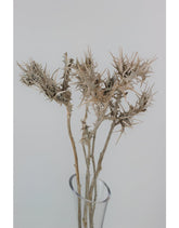Dried Eryngium Thistle- Grey, 5 Stems, 50 cm