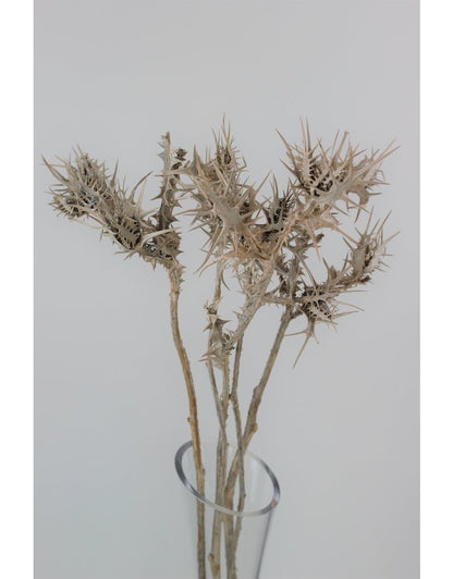 Dried Eryngium Thistle- Grey, 5 Stems, 50 cm