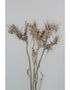 Dried Eryngium Thistle- Grey, 5 Stems, 50 cm