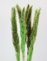 Fluffy Dried Pampas Grass - Apple Green, 75 cm