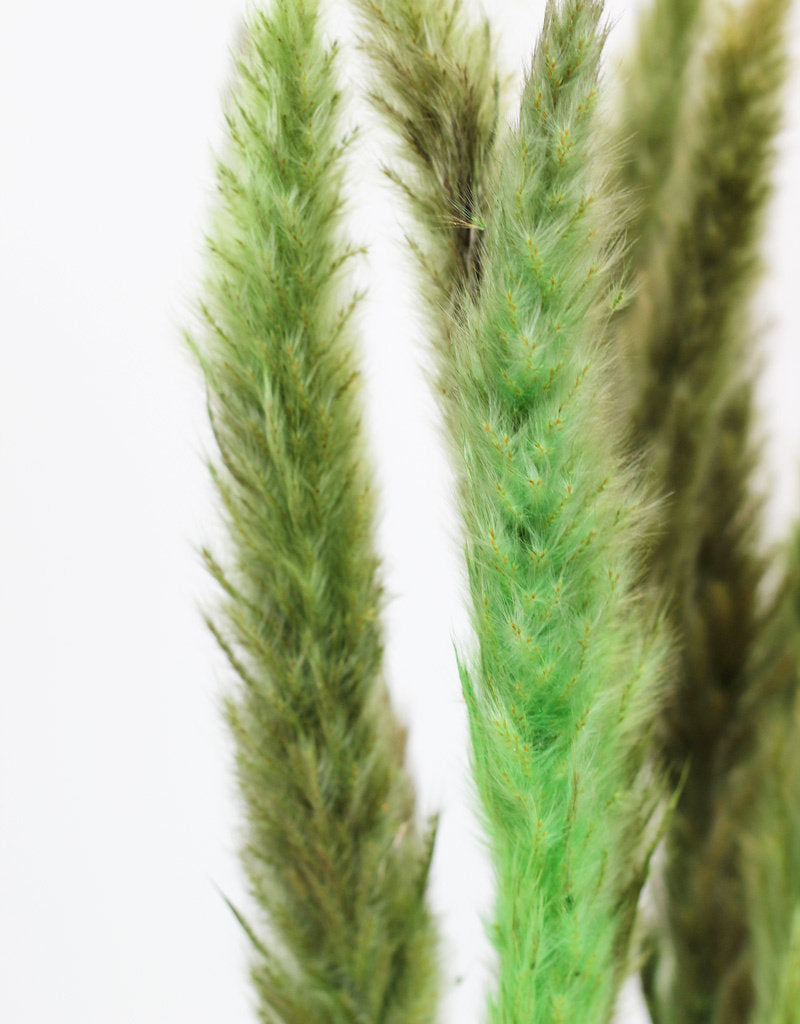 Fluffy Dried Pampas Grass - Apple Green, 10 Stems