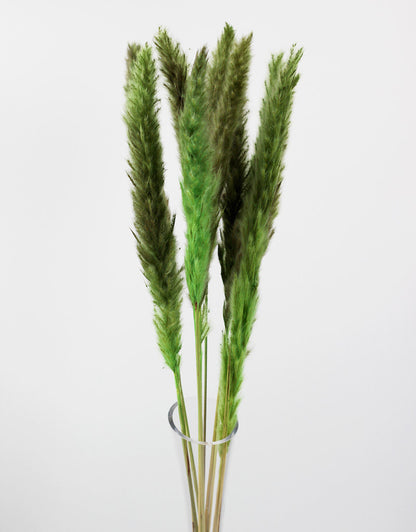 Fluffy Dried Pampas Grass - Apple Green, 10 Stems, 75 cm