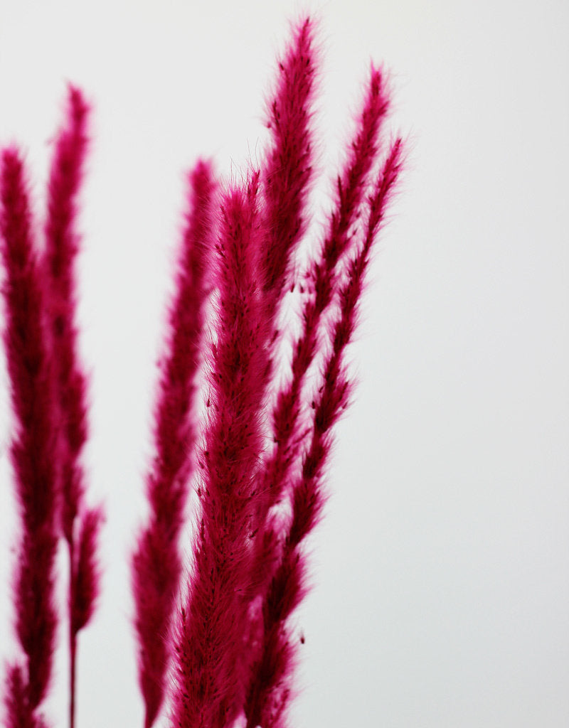 Fluffy Dried Pampas Grass - Cerise Pink, 10 Stems