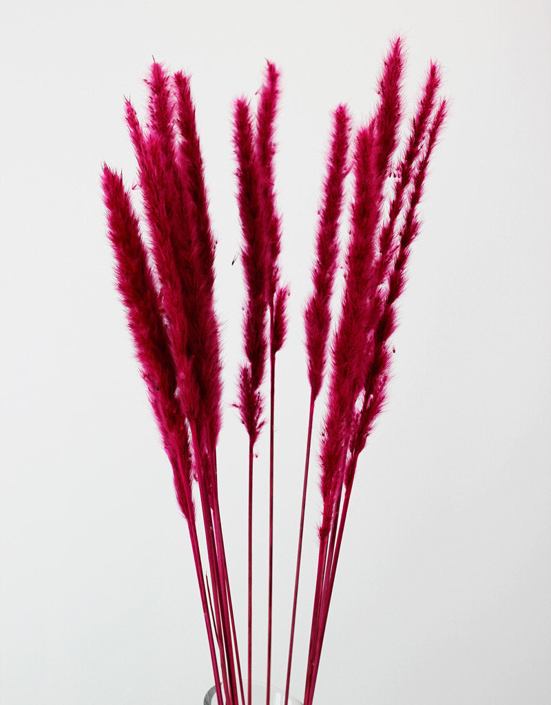 Fluffy Dried Pampas Grass - Cerise Pink, 10 Stems, 75 cm
