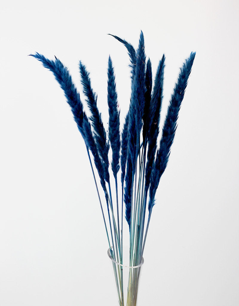 Fluffy Dried Pampas Grass - Dark Blue, 10 Stems