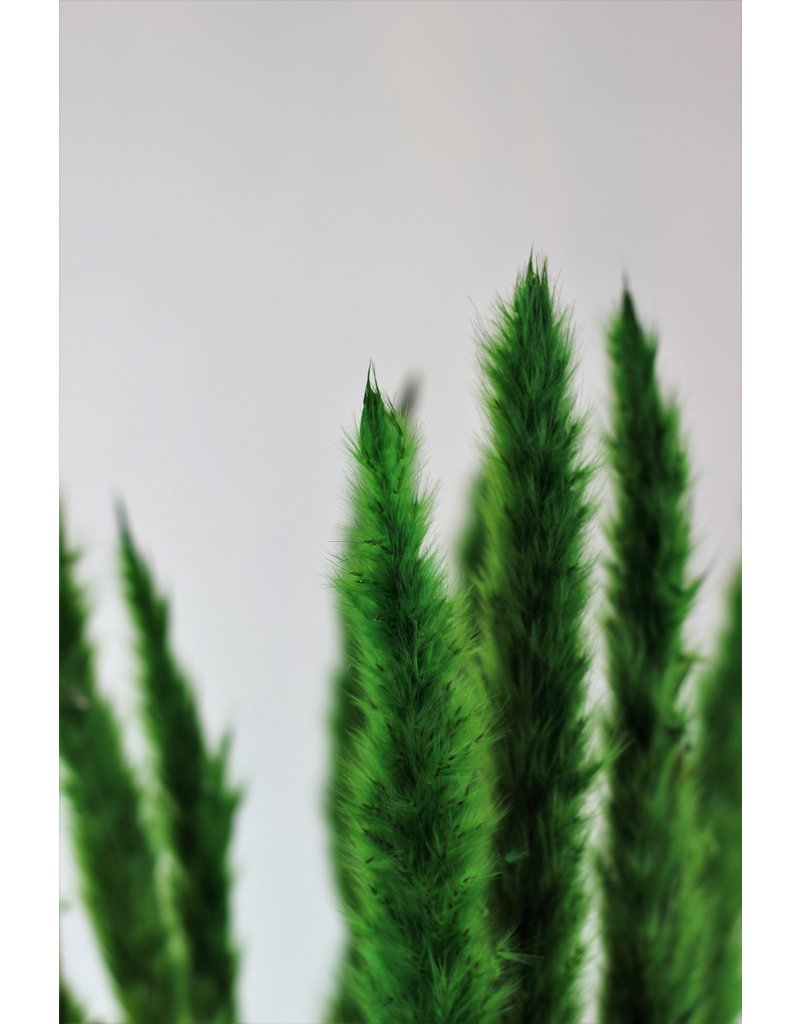 Fluffy Dried Pampas Grass - Dark green, 10 Stems