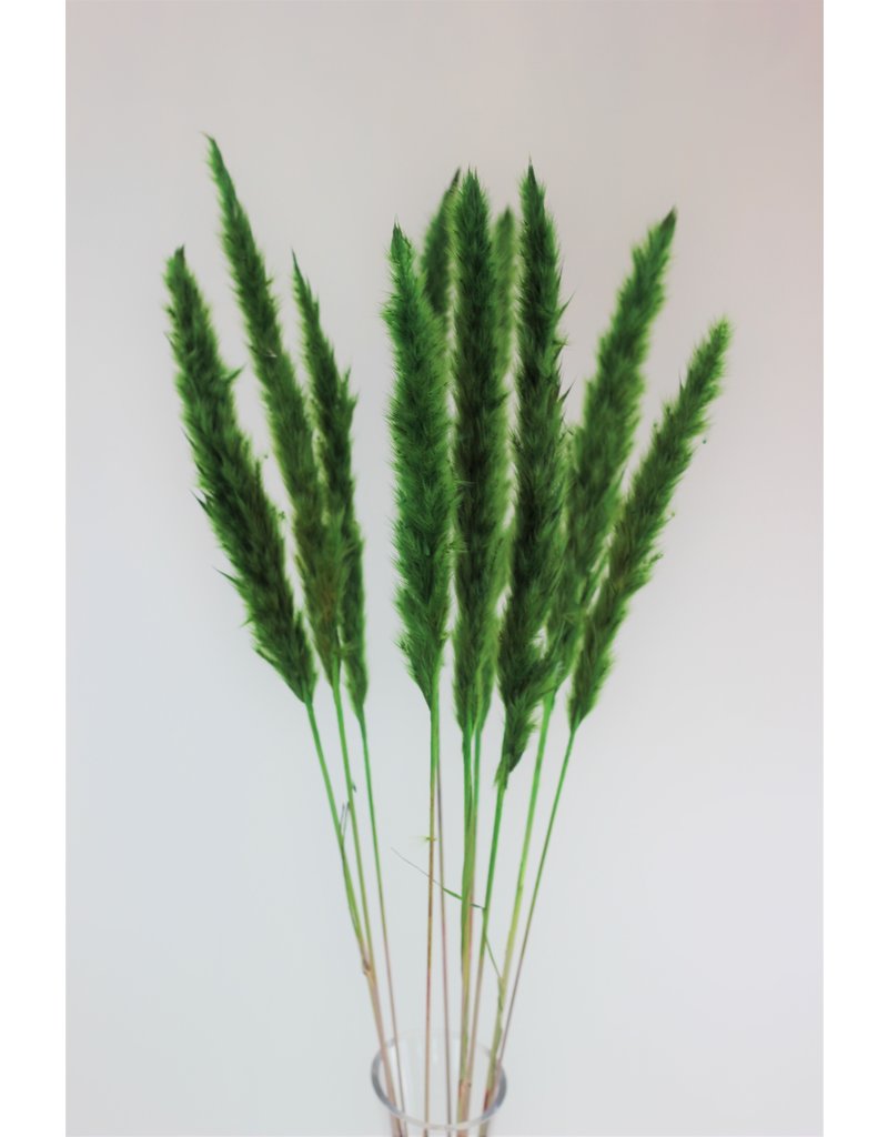 Fluffy Dried Pampas Grass - Dark green, 10 Stems, 75 cm