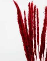 Fluffy Dried Pampas Grass - Dark Red, 10 Stems