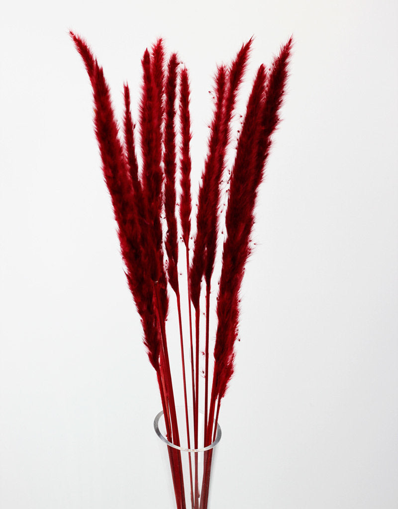 Fluffy Dried Pampas Grass - Dark Red, 10 Stems, 75 cm