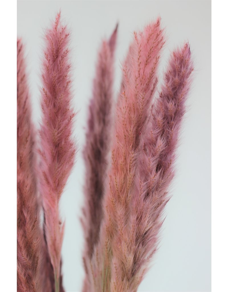 Fluffy Dried Pampas Grass - Dusky Pink, 10 Stems in UK