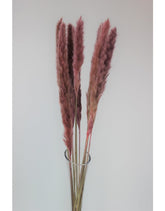 Fluffy Dried Pampas Grass - Dusky Pink, 10 Stems, 75 cm