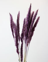 Fluffy Dried Pampas Grass - Lilac, 10 Stems