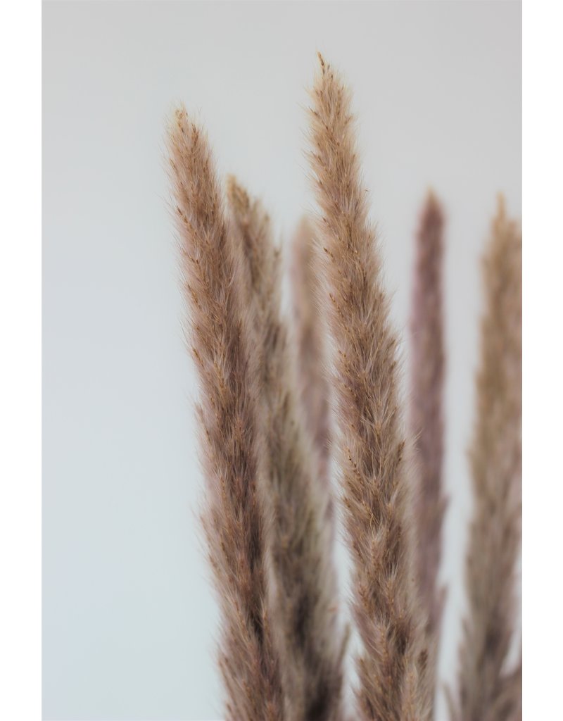 Fluffy Dried Pampas Grass - Natural, 10 Stems, 75 cm in UK
