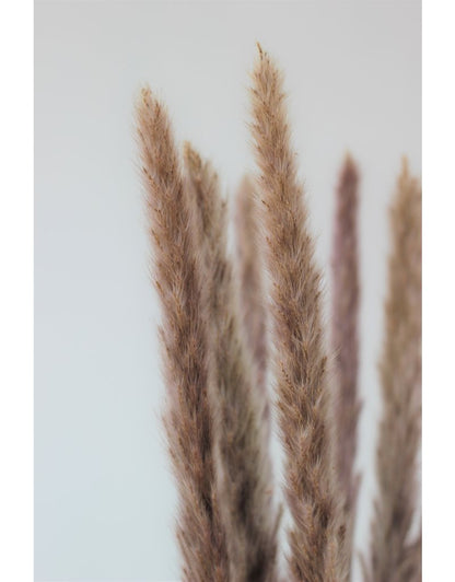 Fluffy Dried Pampas Grass - Natural, 10 Stems, 75 cm in UK
