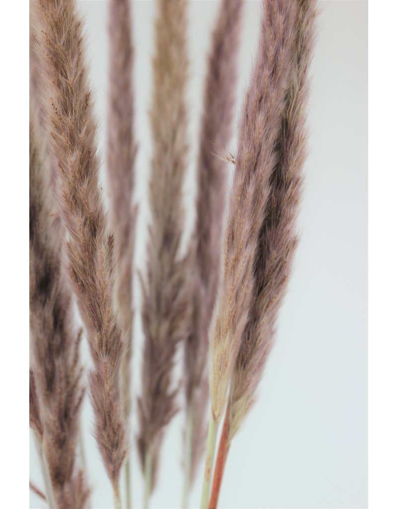 Fluffy Dried Pampas Grass - Natural, 10 Stems