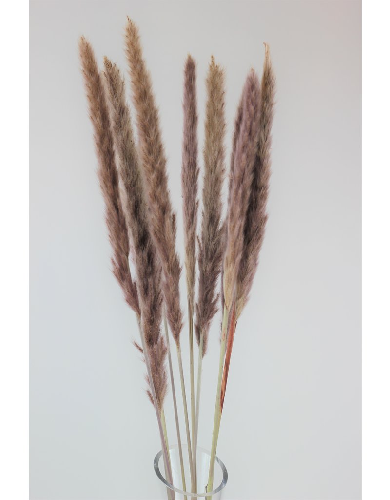 Fluffy Dried Pampas Grass - Natural, 10 Stems, 75 cm