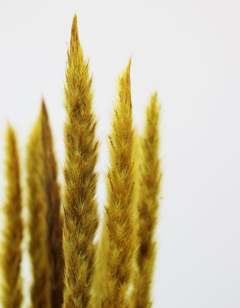 Fluffy Dried Pampas Grass - Yellow, 10 Stems