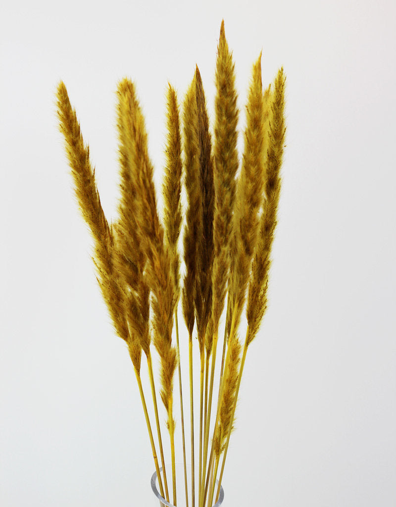 Fluffy Dried Pampas Grass - Yellow, 10 Stems, 75 cm