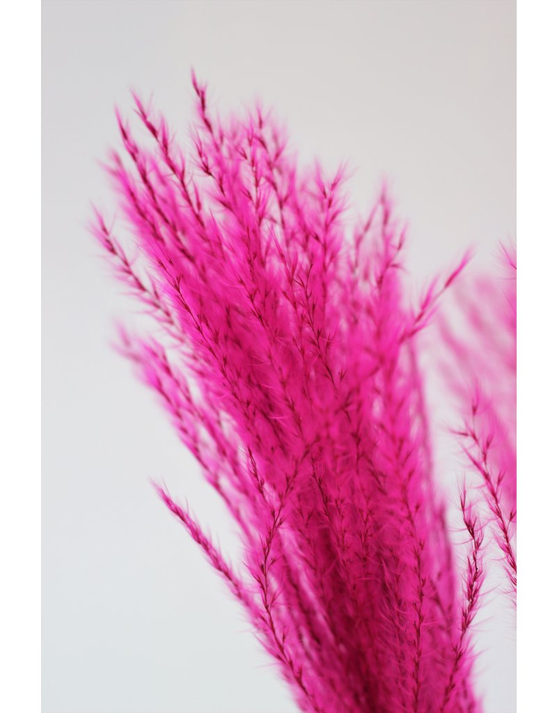 Fluffy Dried Silver Grass - Cerise Pink, 10 Stems