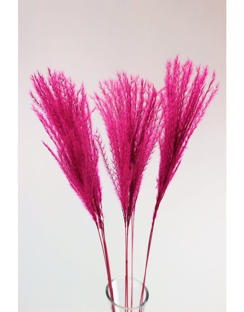 Fluffy Dried Silver Grass - Cerise Pink, 10 Stems, 70 cm