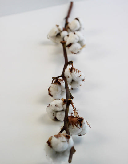 Dried Gossypium (Dried Cotton) - Natural Selection