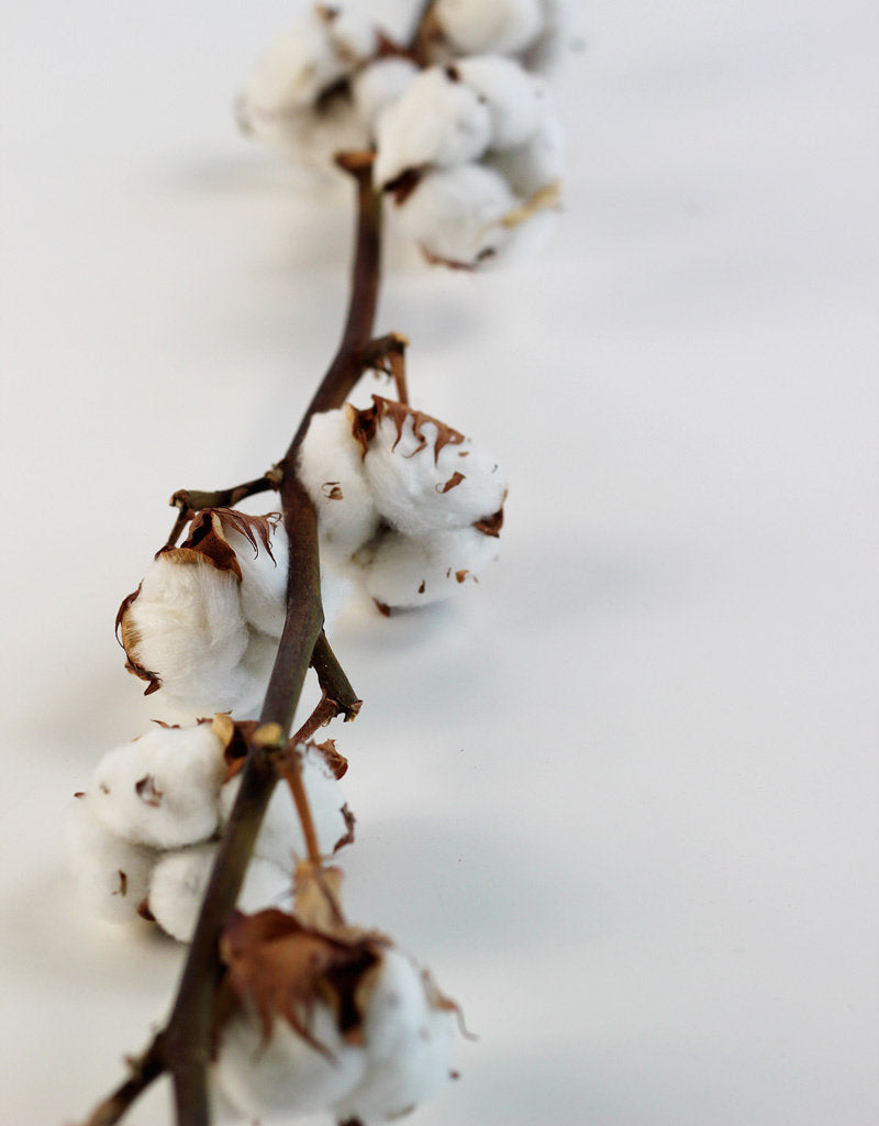 Dried Gossypium (Cotton) - Natural