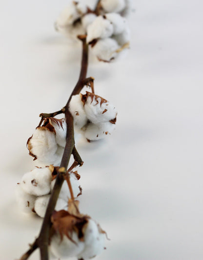 Dried Gossypium (Cotton) - Natural