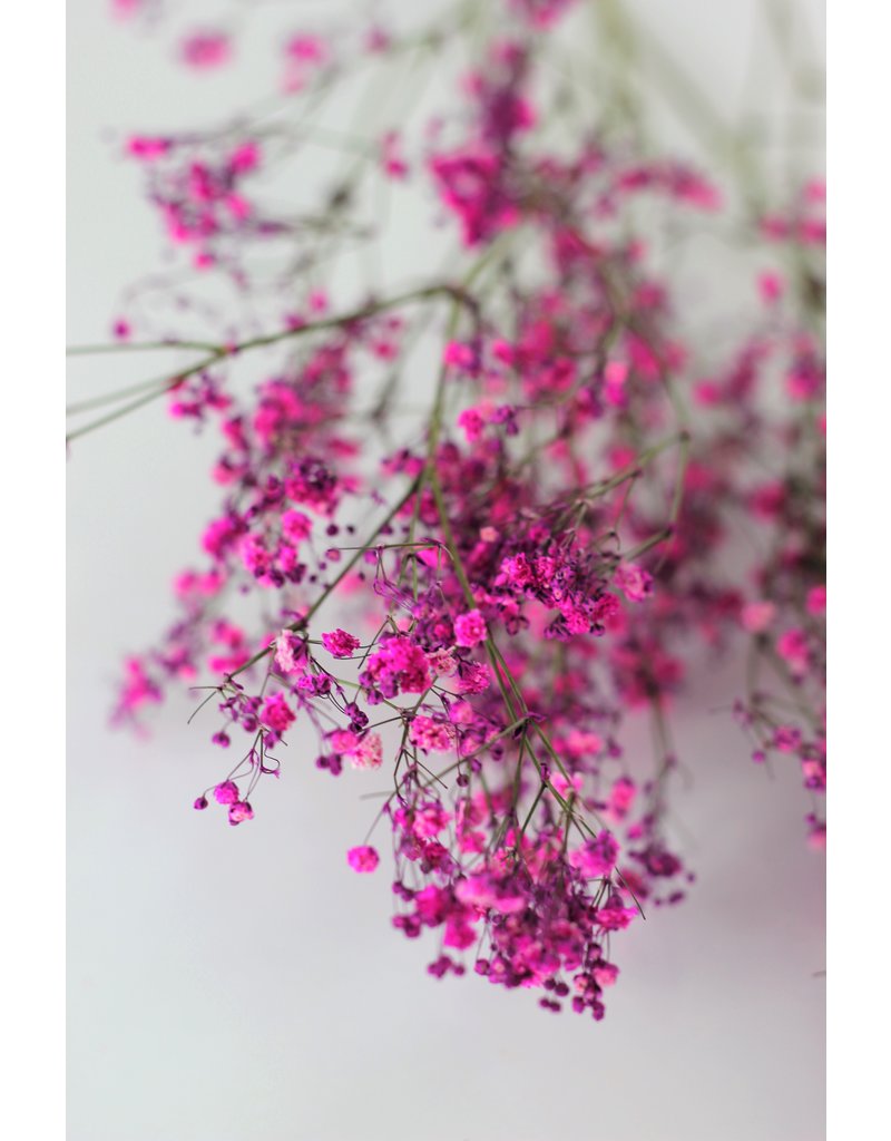 Dried Gypsophila - Cerise Pink, 5 Stems